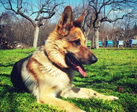 black German shepherd